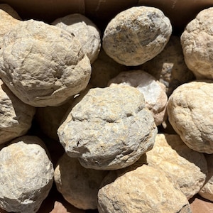 May include: A collection of round, unpolished geode rocks with a rough, textured, beige and tan exterior surface. These natural stone specimens are clustered together, displaying irregular, bumpy surfaces and earthy, neutral color tones.