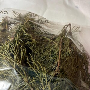 May include: A collection of dried, dark green evergreen cedar sprigs with needle-like foliage contained within a clear, crinkled plastic bag. The branches feature a textured, scale-like appearance and are bundled together in a loose arrangement.