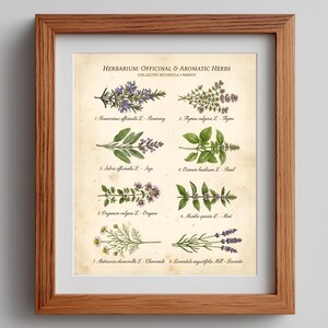 Puede incluir: Una lámina botánica enmarcada titulada Herbarium: Officinal & Aromatic Herbs, que presenta ocho ilustraciones detalladas de hierbas como romero, tomillo, salvia, albahaca, orégano, menta, manzanilla y lavanda con sus nombres científicos y comunes.