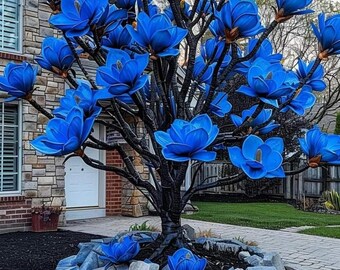 Plante vivante rare de magnolia bleu | Arbre à fleurs ornemental exotique | Fleur de jardin unique