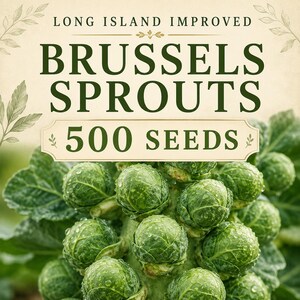May include: A seed packet label featuring the text LONG ISLAND IMPROVED BRUSSELS SPROUTS 500 SEEDS in dark green font. The background displays a cluster of fresh, green Brussels sprouts with visible water droplets on their tightly packed leaves.