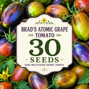 May include: A collection of Brad's Atomic Grape tomatoes surrounding a central label that reads: BRAD'S ATOMIC GRAPE TOMATO 30 SEEDS RARE MULTICOLOR CHERRY TOMATO. The tomatoes are oval-shaped with variegated skin in shades of purple, green, orange, and red.