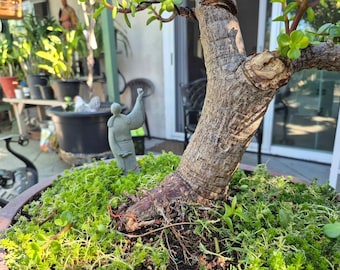 Drzewko bonsai Jadeitowe 2 stopy – Gruby pień w kształcie litery S – Przycięte drutem – Dywan z mchu – Donica terakotowa – Tylko odbiór osobisty (CA 92708)