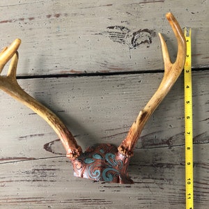 Real Deer Antler Rack Hand Painted Copper and Teal image 2