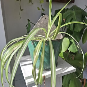 May include: A spider plant with long, arching green and white variegated leaves growing from a vintage-style, conical green metal wall planter. The planter features a triangular back plate with a mounting hole and a weathered, painted finish.