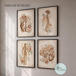 May include: A set of four wall art prints featuring anatomical illustrations of a human brain, spine, nervous system, and brain cross-section, each adorned with watercolor floral arrangements in beige and brown tones. Text reads FRAMES NOT INCLUDED.