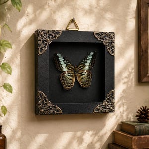 Puede incluir: Un marco cuadrado negro tipo caja con un mariposa preservada de alas con patrones en color verde azulado y marrón. El marco presenta adornos metálicos dorados en las esquinas y un gancho triangular para colgar en la parte superior central.