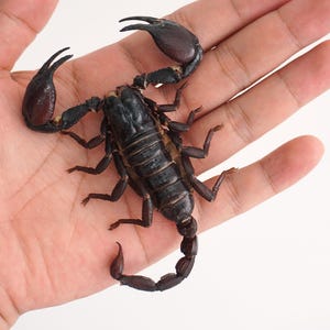 May include: A dark brown, segmented scorpion with two large, prominent pincers and a curved tail ending in a stinger. The arachnid features a hard, chitinous exoskeleton with visible joints on its eight legs and a textured, ridged body structure.