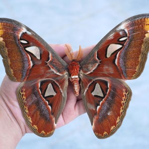May include: A large Attacus atlas moth with expansive, rust-colored wings featuring intricate patterns of white triangular markings, dark brown borders, and distinct snake-head shaped tips on the upper wing edges, showcasing a textured, velvety appearance.