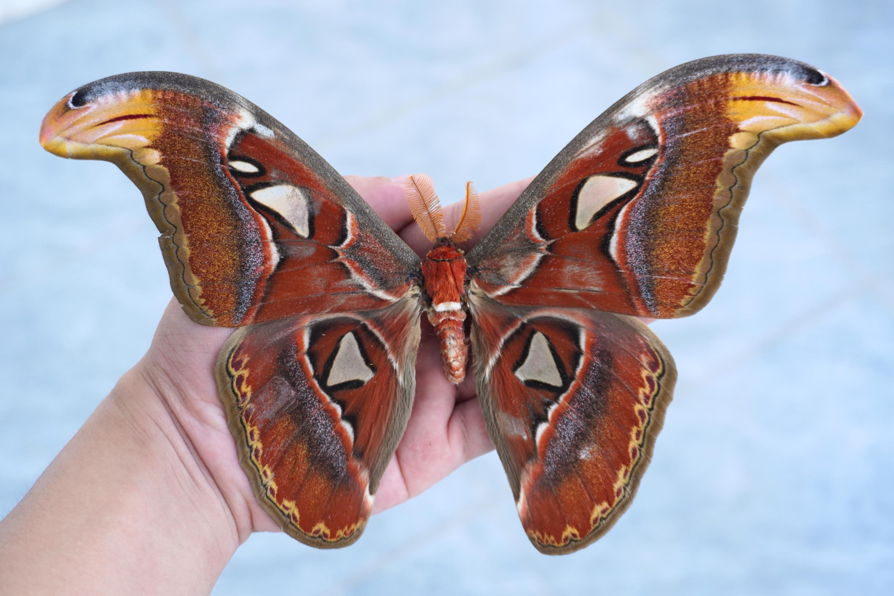 Atlas moth specimen - Etsy 日本