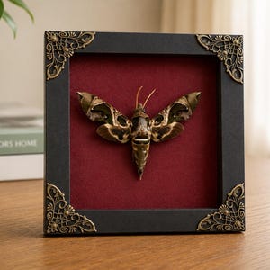 Può includere: Un display incorniciato che presenta un esemplare di falena con ali dai motivi marroni e verdi. La cornice è nera con decorazioni angolari in metallo dorato e uno sfondo in velluto rosso scuro. La falena è centrata nella cornice rettangolare.