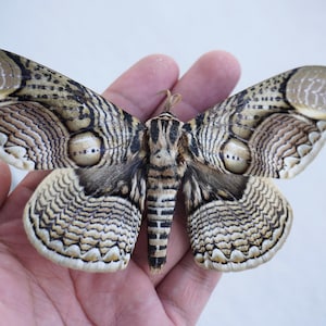 Echte Bradmaea Hearsayi Eulenmotte Getrocknete Schmetterlingsform