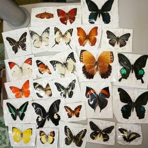 Op de afbeelding: Een verzameling van vierentwintig geprepareerde vlinders, individueel gepresenteerd op witte vierkante papiertjes. De exemplaren vertonen een gevarieerde reeks vleugelpatronen, waaronder levendig oranje, diepzwart, geel en iriserend groen.