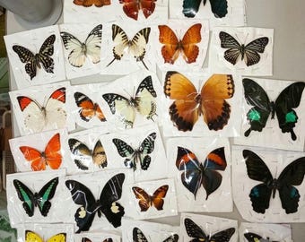 Assortiment de 10 vrais papillons ailes déployées taxidermie d'insectes montés