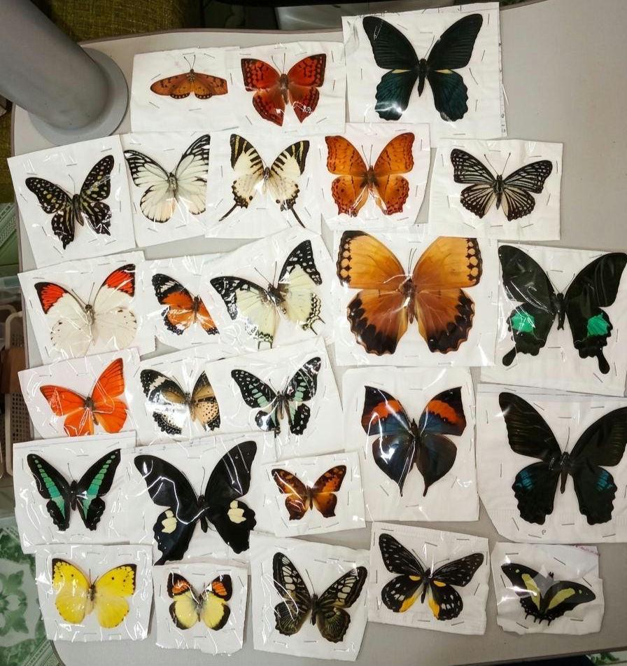 Butterfly specimen - Etsy 日本
