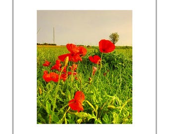 5 Card set - Flower Set