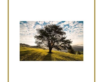 5 Cards - Tree set