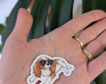 Adesivo con cane Cavalier King Charles Spaniel e occhiali da sole