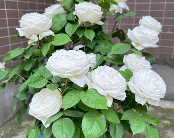 White Wedding Rose Bare Root Plant | Romantic Garden Bridal Flower Bush
