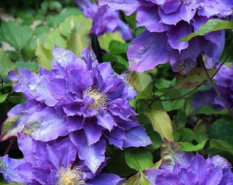 Mixed Color Clematis Root | Hardy Climbing Perennial Vine (Bare-root and 1 item)