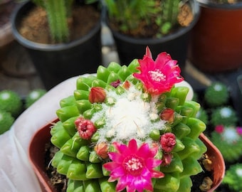 Mammillaria Vagaspina Craig Cactus | Live Pincushion Succulent Plant | Easy Care Indoor Desert Plant