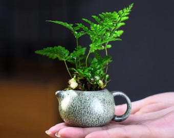 Rabbit's Foot Fern Bonsai | Davallia Live Potted Plant, Fuzzy Roots, Indoor Houseplant
