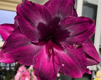 Purple Amaryllis Bulb | Large Blooming Indoor Plant (Bare-root)