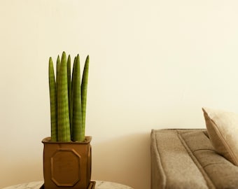 5-Stem Sansevieria Cylindrica Plant | Upright Spear Shape, Low Maintenance Houseplant