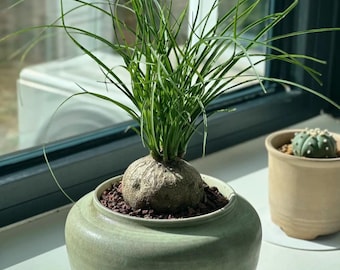 Ponytail Palm Bulb | Beaucarnea Recurvata Caudex, Easy Care Succulent (Bare-root)