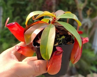 Alata Carnivorous Pitcher Plant – Nepenthes Live Starter Plant