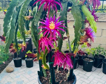 Red Dragon Fruit Plant | Sweet Tropical Climbing Cactus | Live Edible Fruit Tree