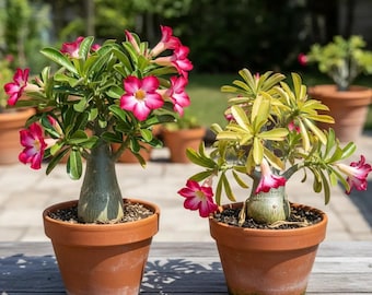 Desert Rose Plant | Exotic Bonsai Succulent with Pink Flowers (Bare-root)