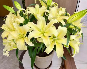Yellow Lily Bulb | Egg Yolk Trumpet Flower | Summer Fragrant Garden Perennial