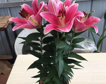 Shy Lily Bulb | Pink Gradient Perennial Flower for Romantic Gardens