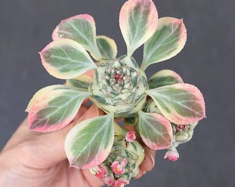 Monadenium Ritchiei Variegata Bare Root | Variegated Caudex Succulent | Euphorbia Type Plant | Unique Bonsai Succulent