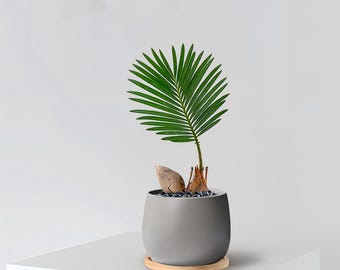 Cycas Revoluta Bulb | Easy Care Bonsai Plant, Exotic Tropical Look (Bare-root)