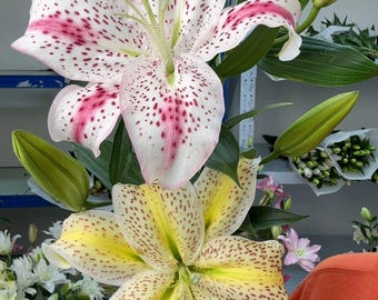 5 Fairy Lily Bulbs | Delicate Garden Flowers | Summer Blooming Perennial | Outdoor & Container Plants