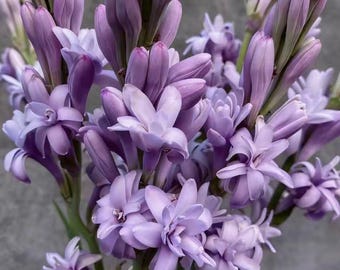 Purple Tuberose Bulb | Fragrant Night Blooming Flower | Rare Double Bloom Plant