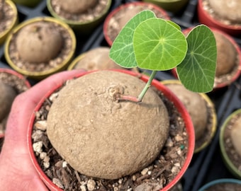 Stephania Erecta Bulb | Unique Climbing Caudex Plant, Minimalist Decor (Bare-root)