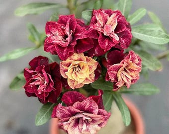 Mixed Adenium Bare Root Plant | Desert Rose, Caudex Succulent Bonsai (Live)