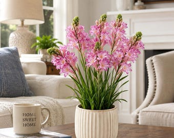 Pink Purple Tuberose Bulb | Fragrant Night Blooming Garden Flower (Bare-root)