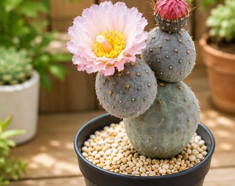 Tephrocactus Geometricus Cactus | Unique Sculptural Plant (Bare-root and 1 item)