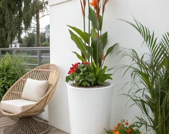 Mixed Canna Lily Bulb | Vibrant Tropical Garden Flowers, Summer Blooms