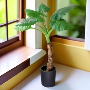 May include: A potted Alocasia plant with large, vibrant green, heart-shaped leaves and a textured, brown, woody trunk. The plant is housed in a simple, matte black cylindrical container, positioned upright on a flat surface near a window frame.