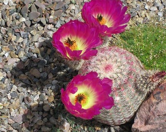 Echinocereus Rigidissimus Rainbow Cactus | Pink Spined Hedgehog Plant (Bare-root)