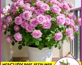 Mercury Rose Bare Root Seedling | Pinkish-Purple Fragrant Blooms, Outdoor Plant