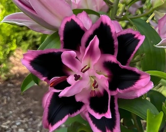 Bi-Color Lily Bulb | Two-Tone Asiatic Lily Flower | Summer Blooming Perennial Garden Plant