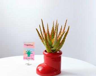 Aloe 'Christmas Carol' Succulent | Red Spotted Hybrid Plant, Compact Indoor Décor (Bare-root)