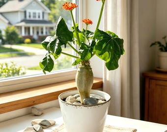 Jatropha Podagrica Buddha Belly Plant, Unique Caudex Succulent, Bottle Shape Houseplant, Tropical Decor