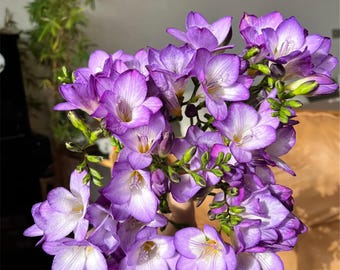 Mixed Freesia Bulbs | Fragrant Colorful Blooms for Garden Planting